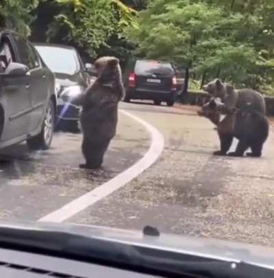 Dude high fives a wild bear