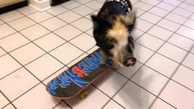 Tony Hog’s Pig Skater