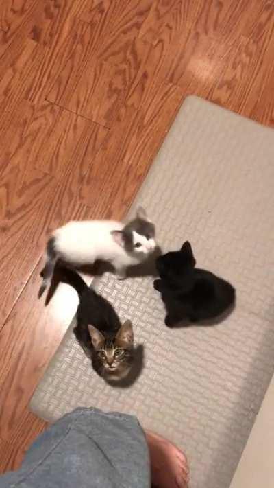 Every morning after we release the kittens to be fed.