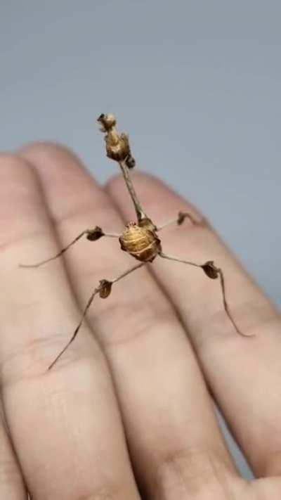 🔥 Gongylus gongylodes, also known as the wandering violin mantis.