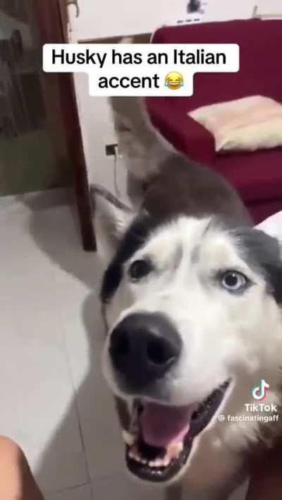 Husky with an Italian accent 