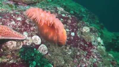 Sea Anemone's have a unique defense mechanism that helps them escape from predators like this starfish