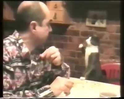 Cat asks deaf owner for food using sign language! OMG!