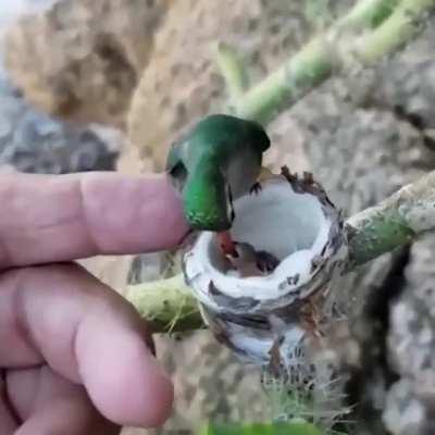 Baby hummingbirds being fed