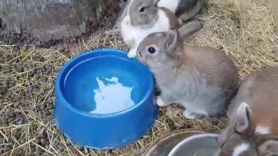 Baby bunnies sneezing