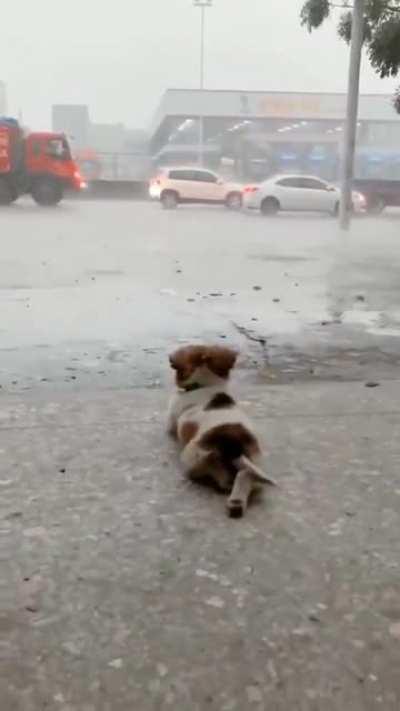 Little doggo enjoying rain....