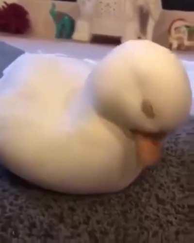 Cute duck: To sleep or not to sleep!