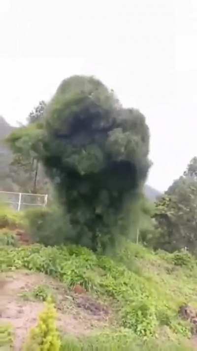 This bush creature created by wind