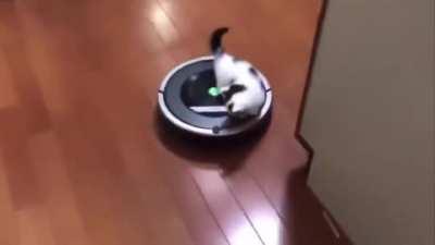 Kitten goes for a magic roomba ride