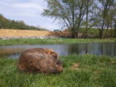 Finishing his first perfect day playing in the creek