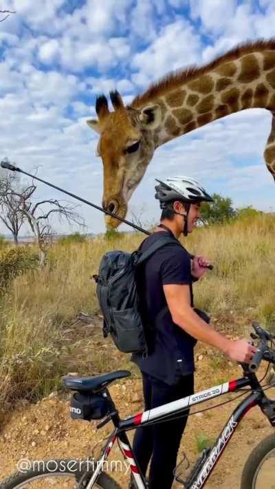 🔥 Curious and friendly Giraffe approaches man in South Africa 