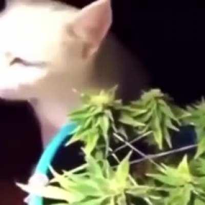 Don't do drugs k̶i̶d̶s̶ Kittens