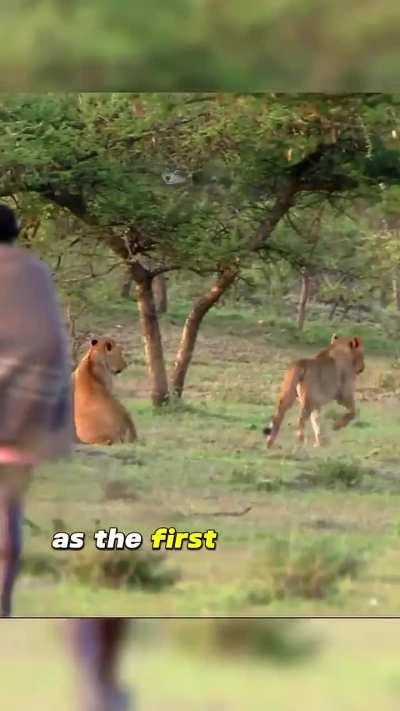 Three men casually stealing meat from lion pride