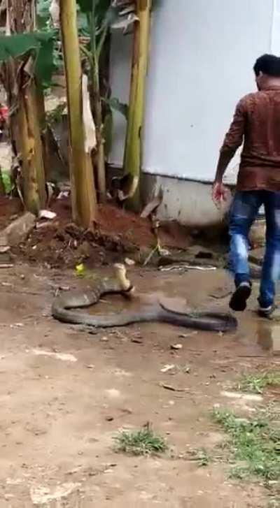 Indian man cools off a king cobra on a hot summer day