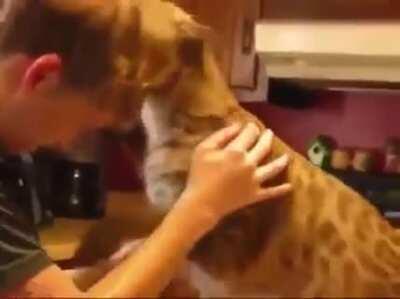 An affectionate bobcat cuddling the boy who rescued him