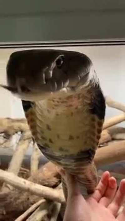 🔥 King Cobra enjoying some belly wubs