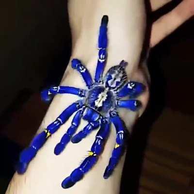 Poecilotheria metallica, also known as the peacock tarantula, is the only species in its genus to be covered in blue hair: it also exhibits an intricate fractal-like pattern on the abdomen.