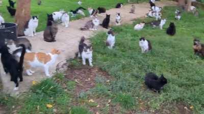 +300 cat sanctuary in Romania