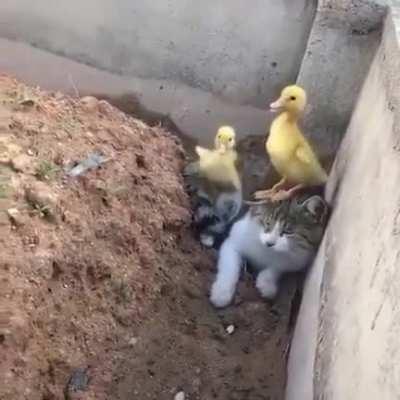 Ducks are on the cat.