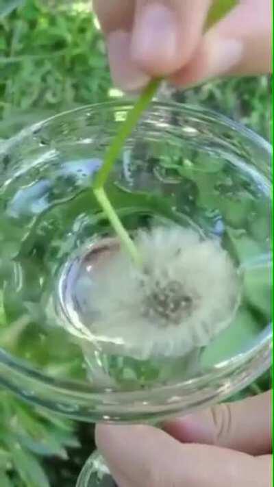 Dandelion seedheads are water resistant