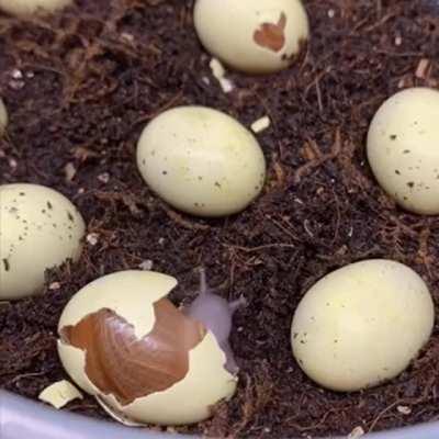 🔥 Immediately after hatching, newborn snails are looking for food.