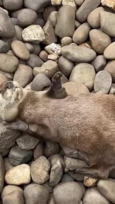 Otter playing with a stone