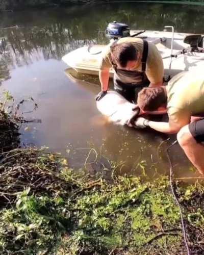 Saved a catfish's life