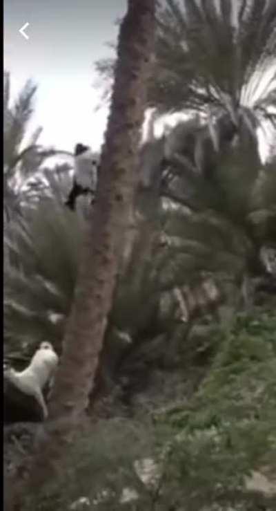 I don’t really understand how, but here is a goat climbing vertically down a palm tree