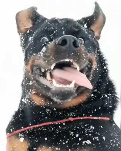 Rottweiler smile