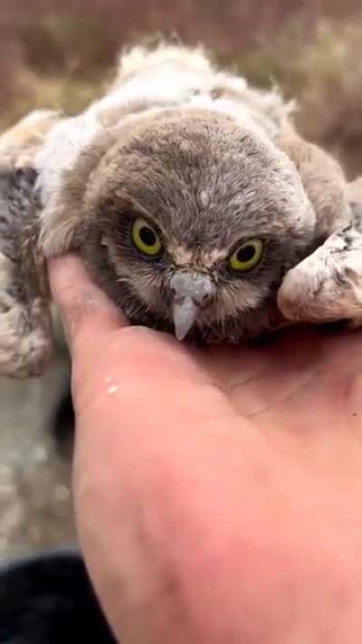 Wildlife conservationist placing baby burrowing owls back in their burrow.