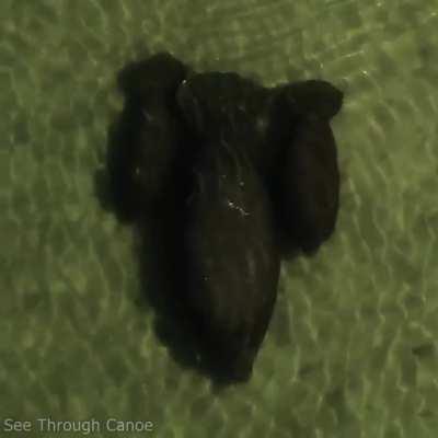 Manatee mom with a baby Manatee on each side