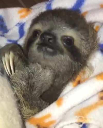 A rescued baby sloth happy to be safe