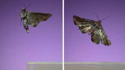 7 Beautiful Moths in Slow Motion...