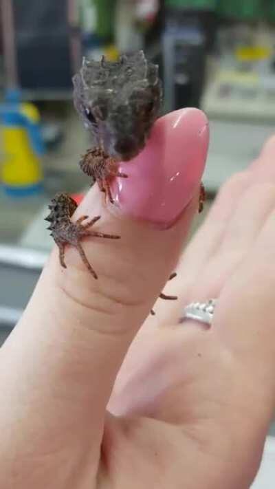 Tiny finger dragon