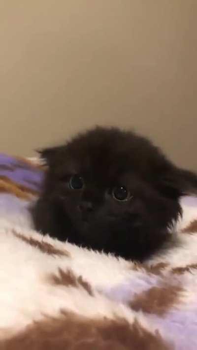 Little Furball