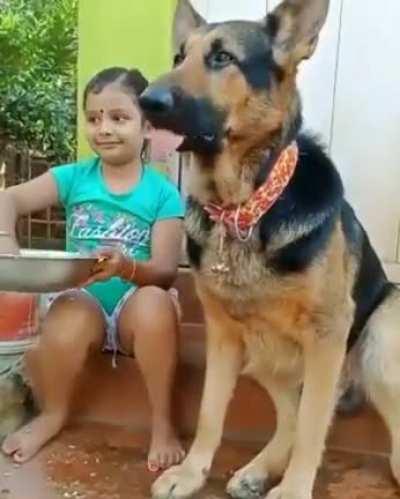 Little girl feeds German shepherd twice her size