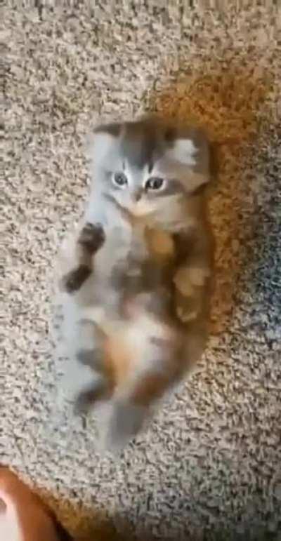 cute kittie...he love rubbing his tummy