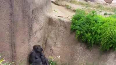 gorilla superiority