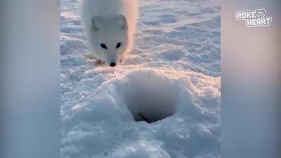 Arctic fox steals a man's fish with cuteness