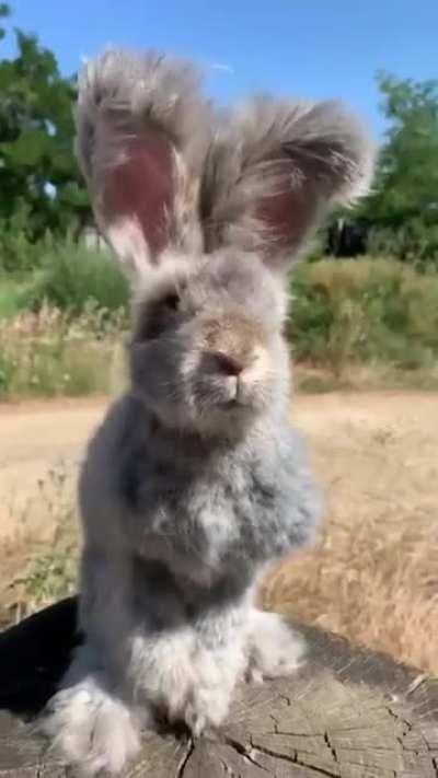 Fluffy Bunny.