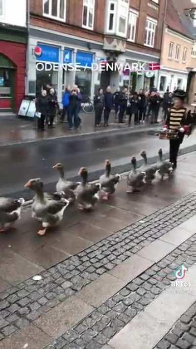 Goose parade in Denmark