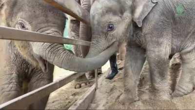 Baby Elephant greeting another baby elephant