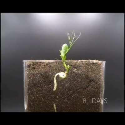 Seed Growing