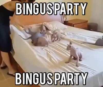 Bingus bed