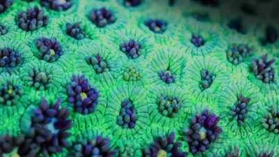 Here's some pretty trippy coral