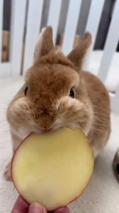 Cute rabbit eats apple