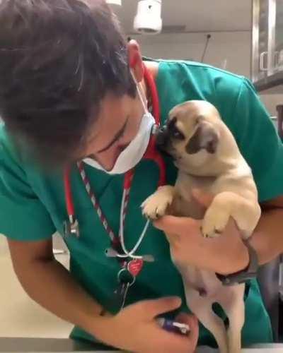 Cutest part about being a vet