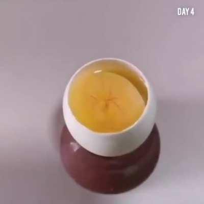 An Opened Eggs Turning Into a Bird In 21 Days