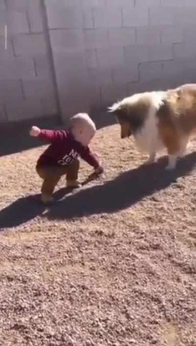 Dogs lovingly teaching baby how to play fetch