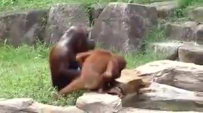 Orangutan washes face with wash cloth....